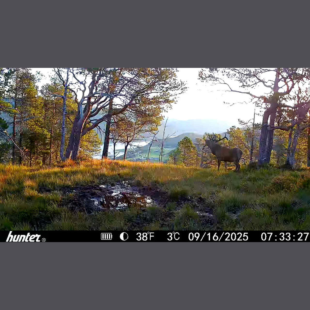 Hunter - Viltkamera - Foto